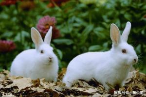 属兔今年每月的运势属兔每个月份的运势