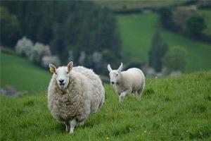 2023年属羊的财运怎么样2023年属羊的财运和运气如何