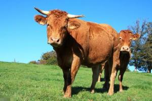 属牛的今年多大 属牛的今年多大1997年的牛什么命