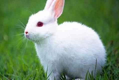 2023年属兔人的全年运势 属兔2023年运势运程介绍
