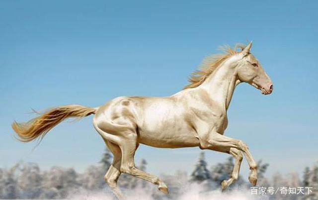 世界上跑得最快的三种马,都是什么马?