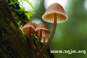 蘑菇代表什么生肖数字 蘑菇是什么生肖