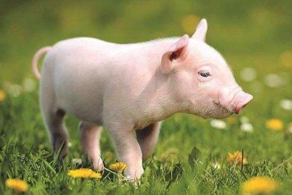 老人常说,生肖猪出生在这两个月份最