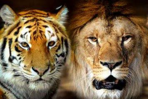 梦见老虎狮子 梦见老虎狮子是什么预兆女性
