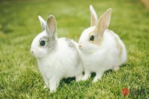 1975每属兔一生有二婚 1975每属兔一生有二婚1982