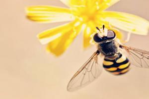 梦到蜜蜂和蜂蜜