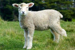 1979年属羊人财运 属羊的财运在哪个方向