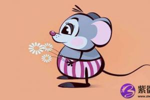 老鼠的生肖号码有几个 老鼠的三合和六个合生肖是什么