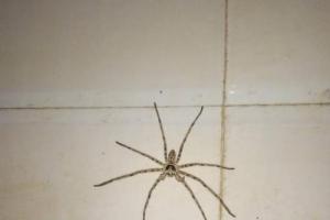 这是什么蜘蛛,我家里厕所发现的,很大一只,有毒吗?