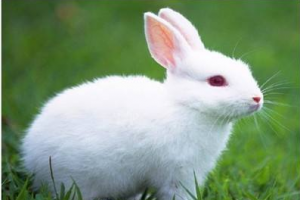 属兔的今年多少岁 属兔的今年多少岁2023年出生