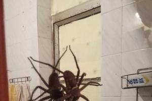 刚刚起来上厕所看到个大蜘蛛,吓的睡不着了.