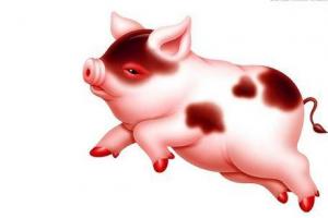 属猪2023年每月财运 属猪2023到2024运势
