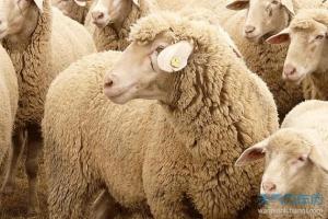 十二属羊生肖运势详解及运程(2023年属羊人每月运势及运程)