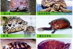 乌龟图片大全大图(宠物龟品种及图片大全) - 百思特网
